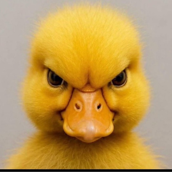 @POUTYPANTS will be live Wednesday, 11/5, and TBD! Also with gypsycwgrl 10/31!! - Picture 12 of 13